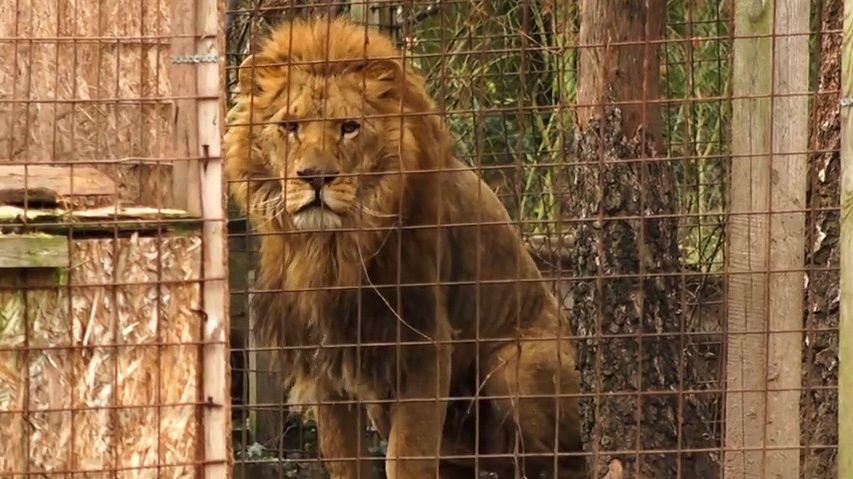 Příznivci podpořili Zoo Brno, poslali více peněz na adopce zvířat